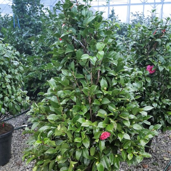 Camellia japonica 'ROSA'