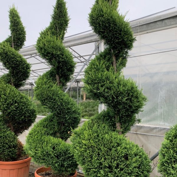 Cupressocyparis leylandii 'Castlew. Gold ' (Leylandova cipresa - SPIRAL)