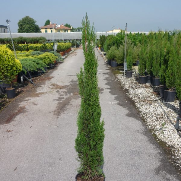 Cupressus sempervirens 'Pyramidalis' (Stebrasta cipresa)