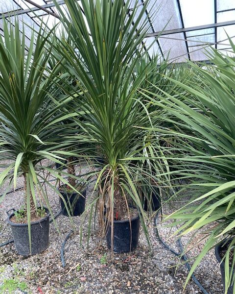 Cordyline australis – novozelandska kordilina