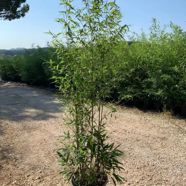Bambusa phyllost 'NIGRA'