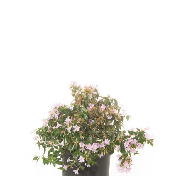 Abelia × GRANDIFLORA ''EDWARD GOUCHER'
