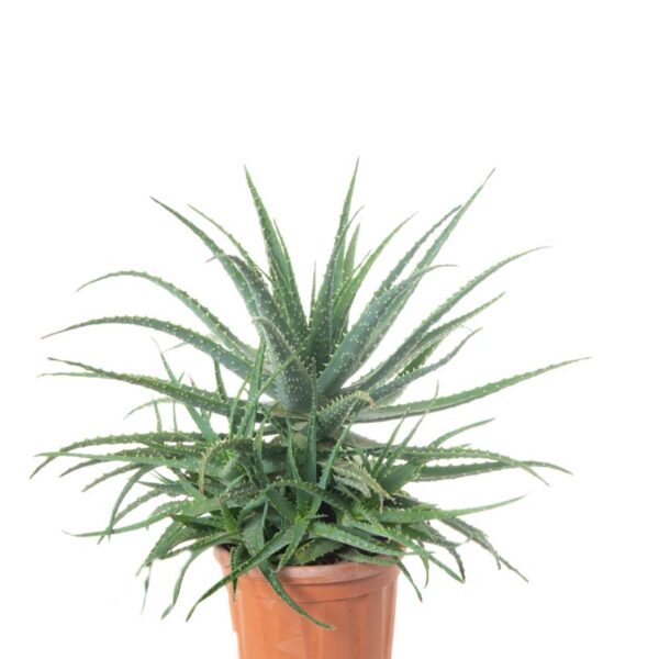 Aloe arborescens