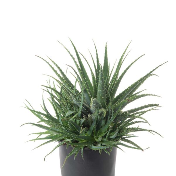 Aloe arborescens