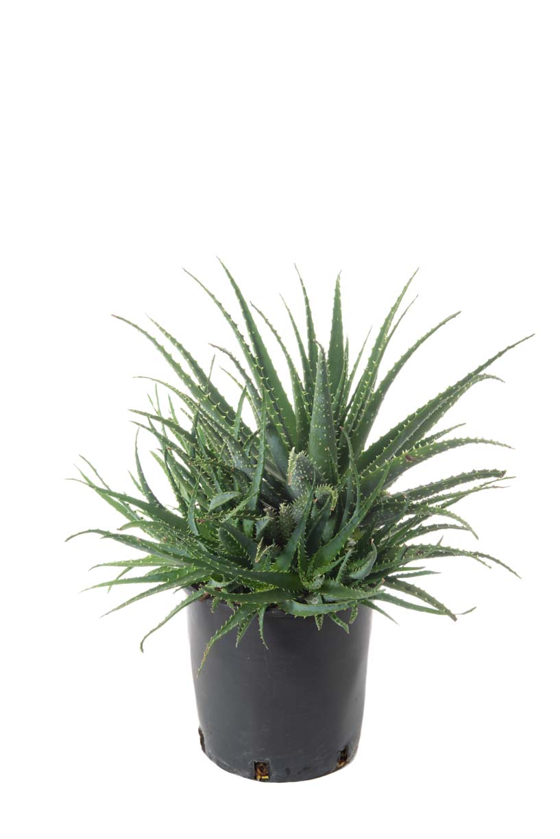 Aloe arborescens Aloe arborescens - slika 1