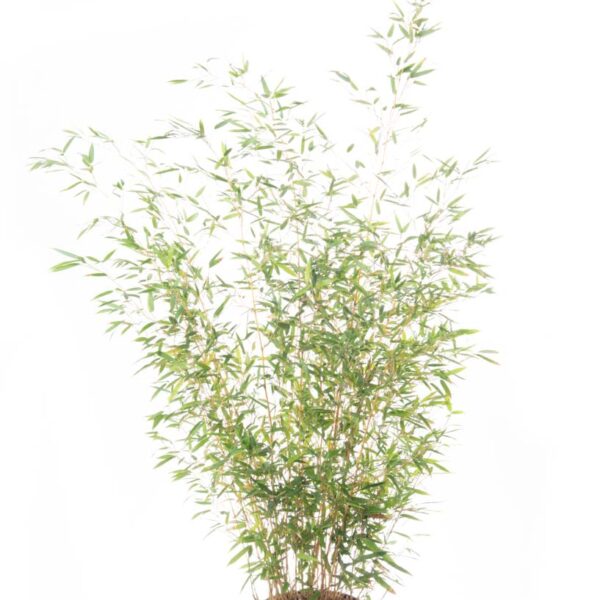 Bambusa phyllost 'AUREOSUL. AUREOCAULIS'