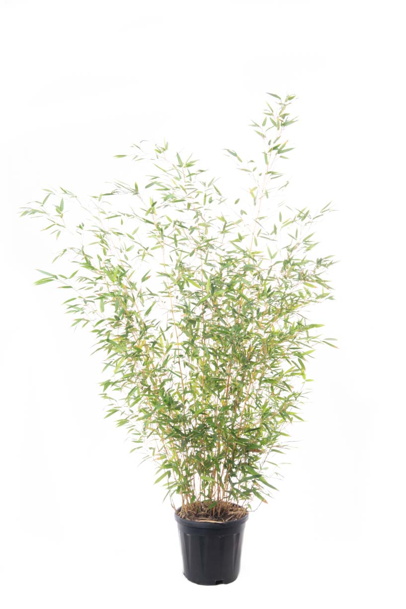 Bambusa phyllost 'AUREOSUL. AUREOCAULIS' Bambusa phyllost 'AUREOSUL. AUREOCAULIS' - slika 1