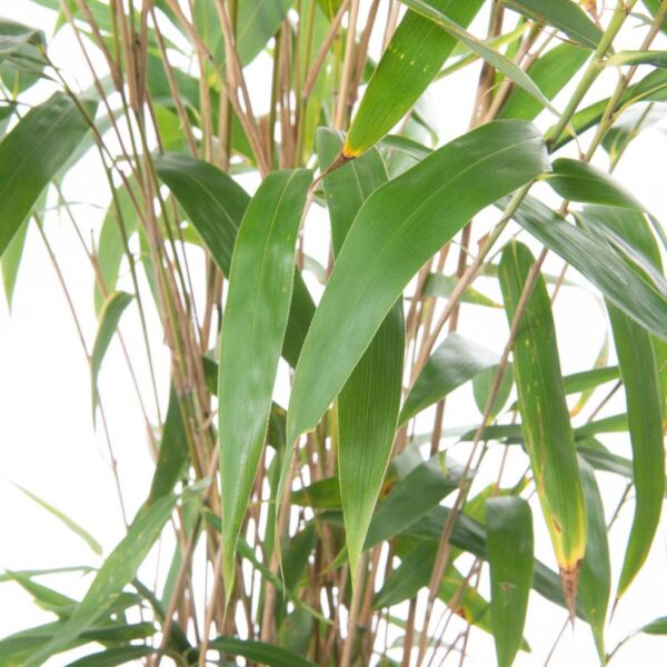 Bambusa pseudosasa 'JAPONICA'