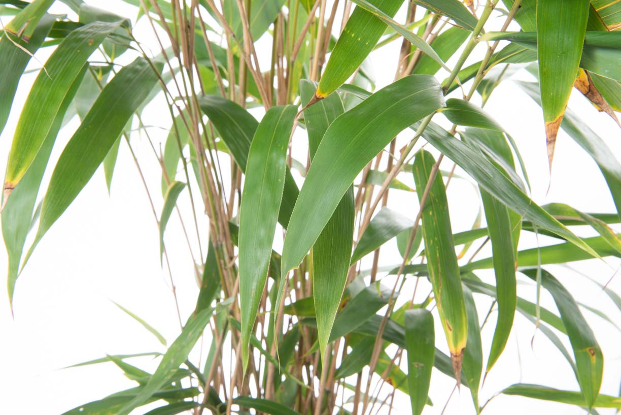 Bambusa pseudosasa 'JAPONICA' Bambusa pseudosasa 'JAPONICA' - slika 1