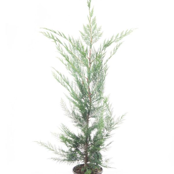 Cupressocyparis leylandii (Lejlandova cipresa)