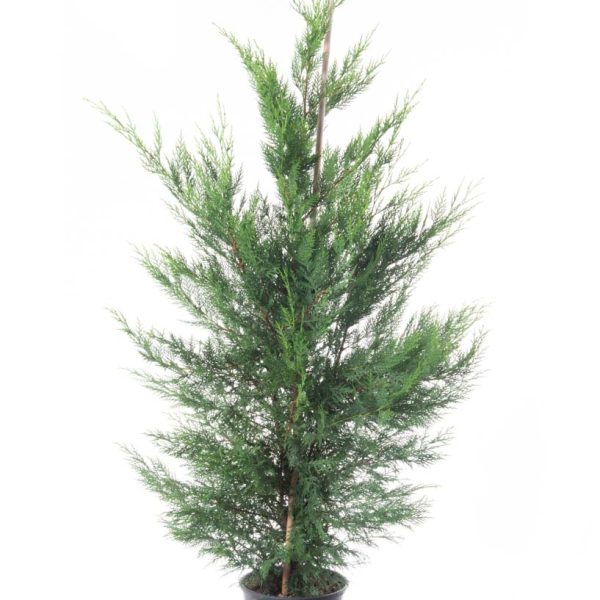 Cupressocyparis leylandii (Lejlandova cipresa)