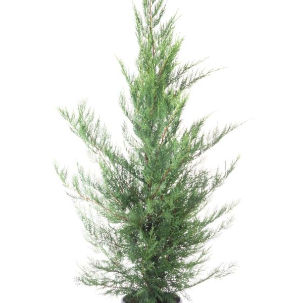 Cupressocyparis leylandii (Lejlandova cipresa)