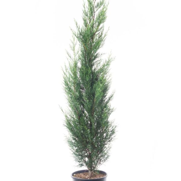 Cupressocyparis leylandii 2001 (Lejlandova cipresa)