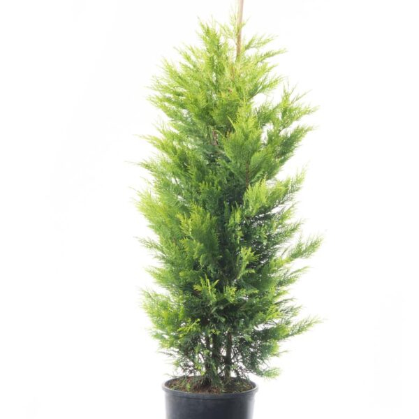 Cupressocyparis leylandii 'Gold Rider ' (Leylandova cipresa)
