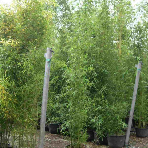 Bambusa phyllost 'AUREA'