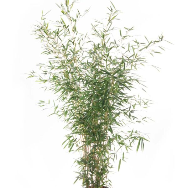 Bambusa phyllost 'AUREOSUL. AUREOCAULIS'