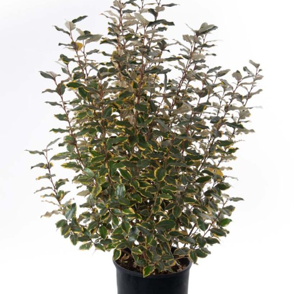 Elaeagnus ebbingei 'Viveleg' (Navadni oman Marela)