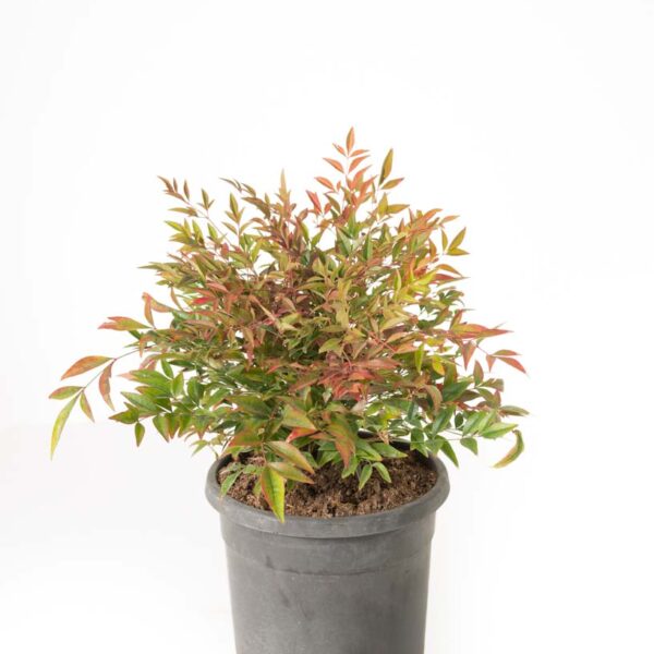 Nandina domestica ‘Obsessed’ (Nandina/Nebeški bambus)