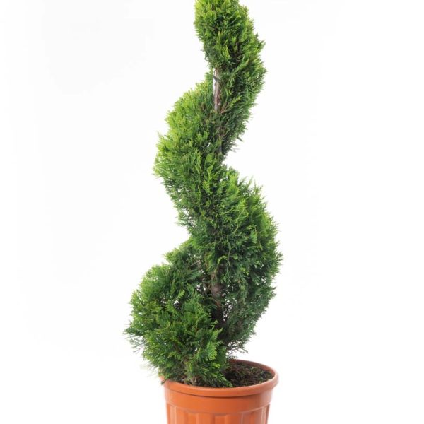 Cupressocyparis leylandii ‘Gold Rider’ (Zlati leylandijski cipres – SPIRALE)