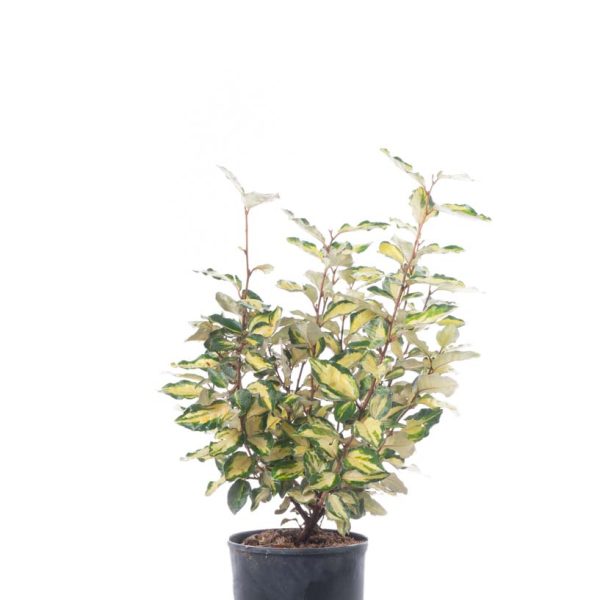 Elaeagnus x ebbinhgei 'Maryline' (Oljčica)