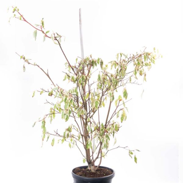 Cornus controversa 'Variegata' (Pisanolistni dren)