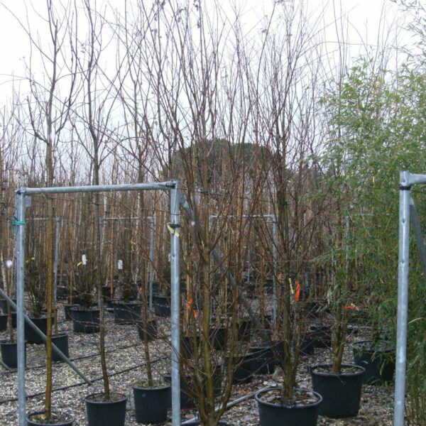 Cercidiphyllum japonicum (Japonski cercidifil)