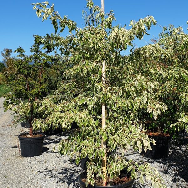 Cornus controversa 'Variegata' (Pisanolistni dren)