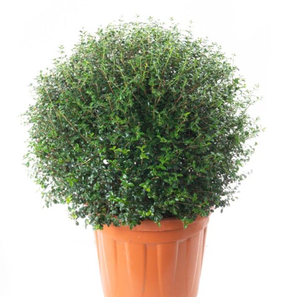 Ligustrum delavayanum