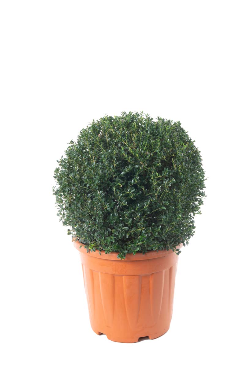 Ilex crenata 'KINME' Ilex crenata 'KINME' - slika 1