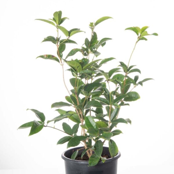 Osmanthus fragrans