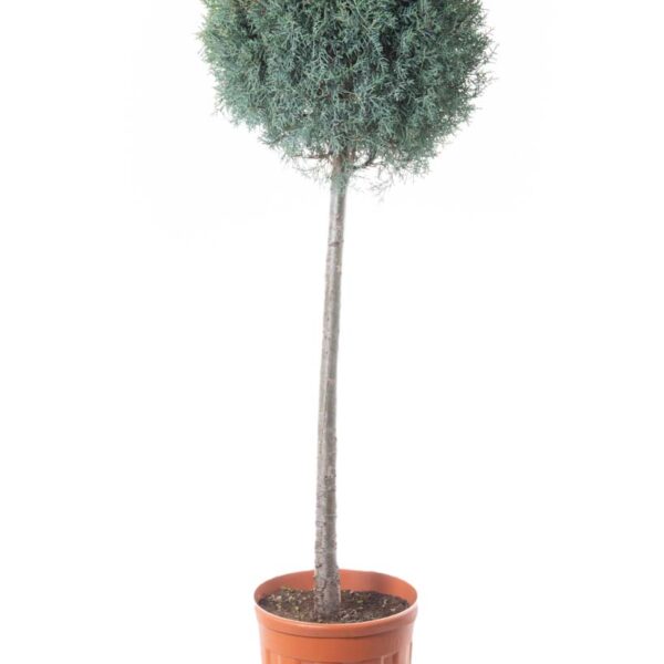 Cupressus arizonica 'FASTIGIATA'