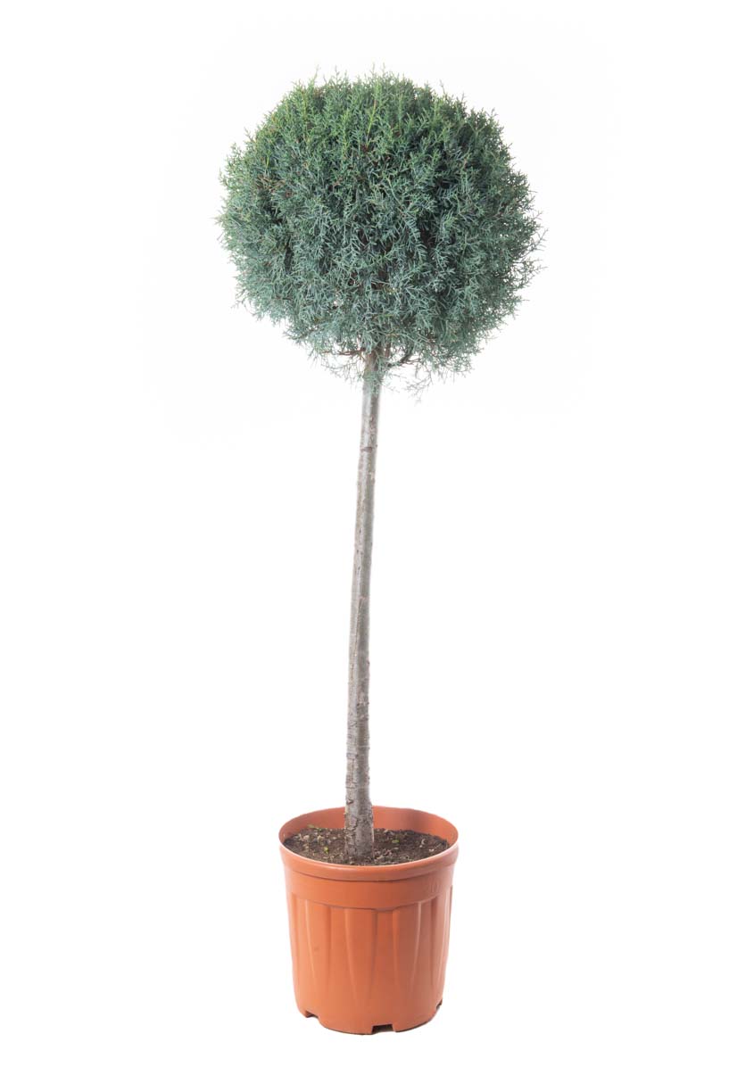 Cupressus arizonica 'FASTIGIATA' Cupressus arizonica 'FASTIGIATA' - slika 1