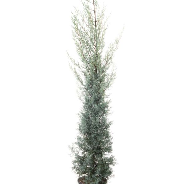 Cupressus arizonica 'Fastigiata' (Arizonska cipresa )