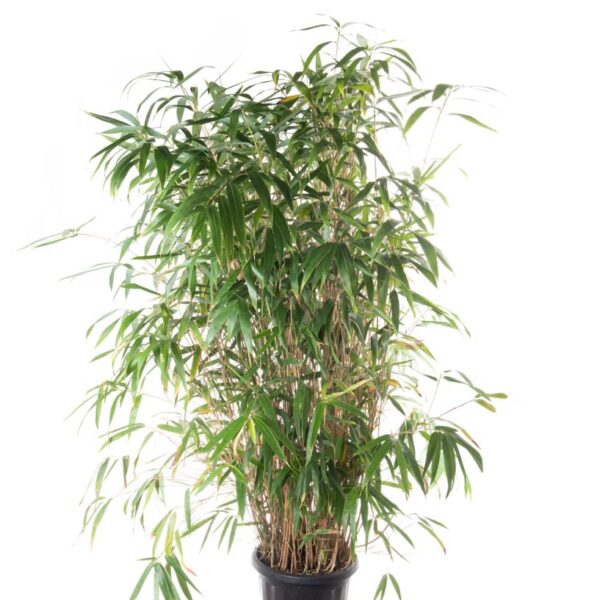 Bambusa pseudosasa 'JAPONICA'