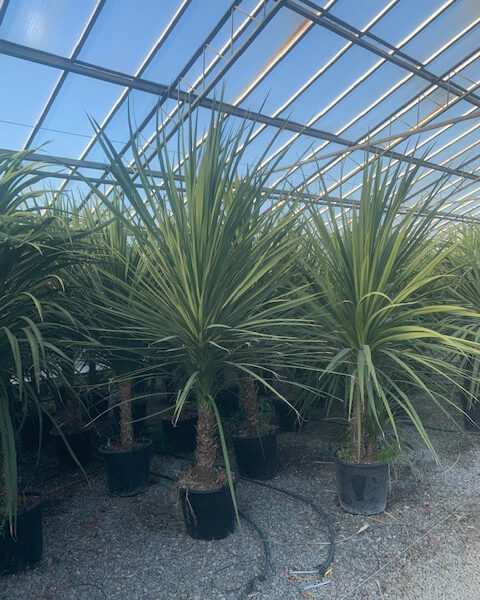 Cordyline australis – novozelandska kordilina