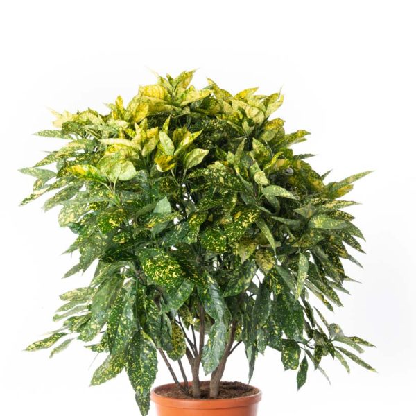 Aucuba japonica 'Crotonifolia'