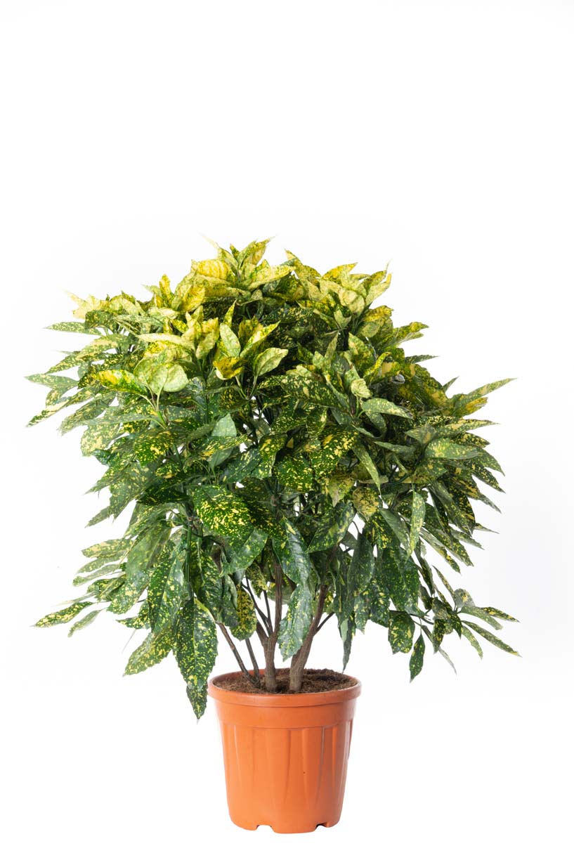 Aucuba japonica 'CROTONIFOLIA' Aucuba japonica 'Crotonifolia' - slika 1