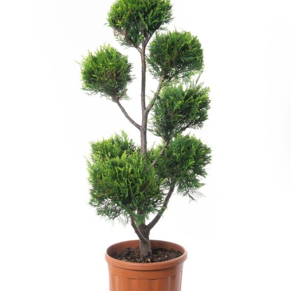Cupressocyparis leylandii 'Castle Gold´ (Leylandova cipresa, oblikovana)