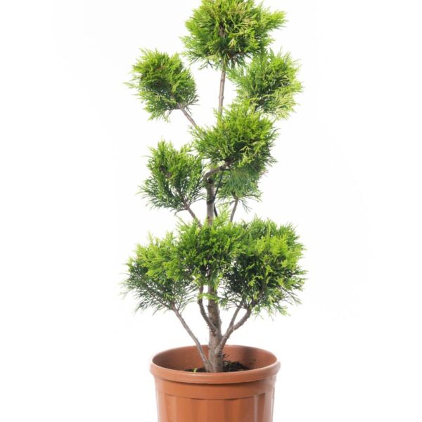 Cupressocyparis leylandii 'Gold Rider ' (Leylandova cipresa)