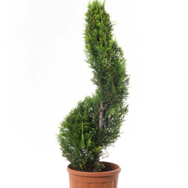 Cupressocyparis leylandii 'Castlew. Gold ' (Leylandova cipresa - SPIRAL)