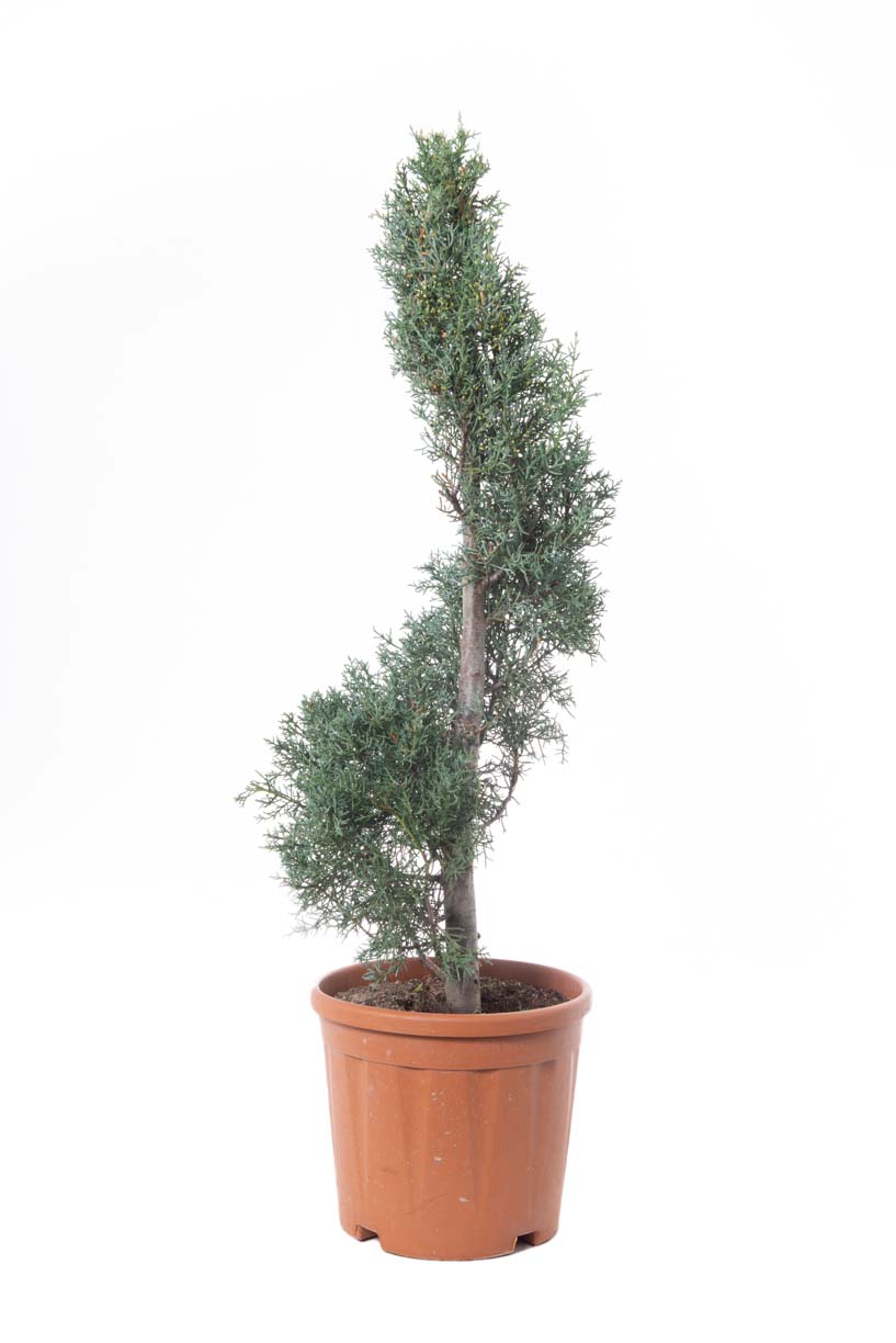 Cupressus arizonica 'FASTIGIATA' Cupressus arizonica 'FASTIGIATA' - slika 1