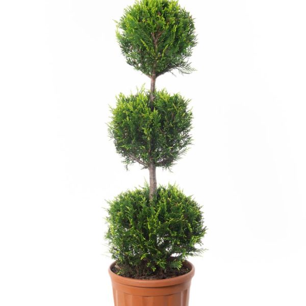 Cupressocyparis leylandii 'Castle Gold´ (Leylandova cipresa, oblikovana)