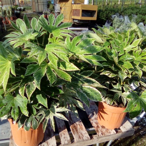 Fatsia japonica ‘Spider’s Web’ (Pisanolistna aralija )