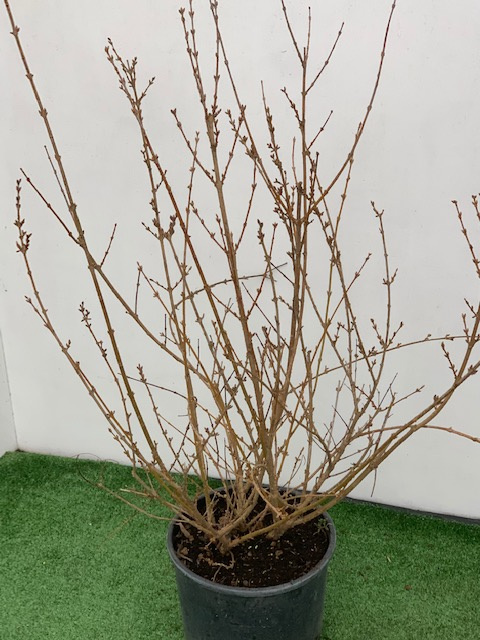 Forsythia × INTERMEDIA 'WEEK END' Forsythia × INTERMEDIA ''WEEK END' - slika 1