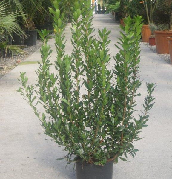 Arbutus unedo (Navadni jagodnjak)