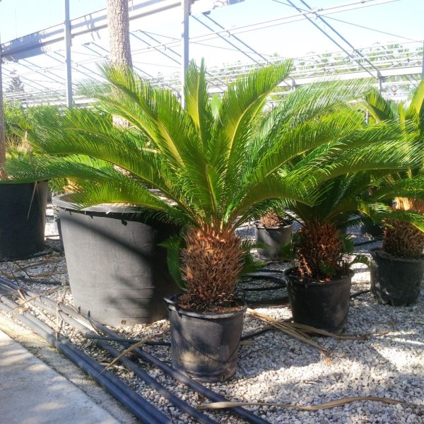 Cycas revoluta (Sagova palma)