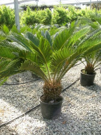 Cycas revoluta (Sagova palma)