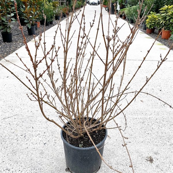 Forsythia intermedia `Lynwood` (Forsitija)