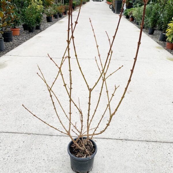Forsythia × INTERMEDIA ''WEEK END'