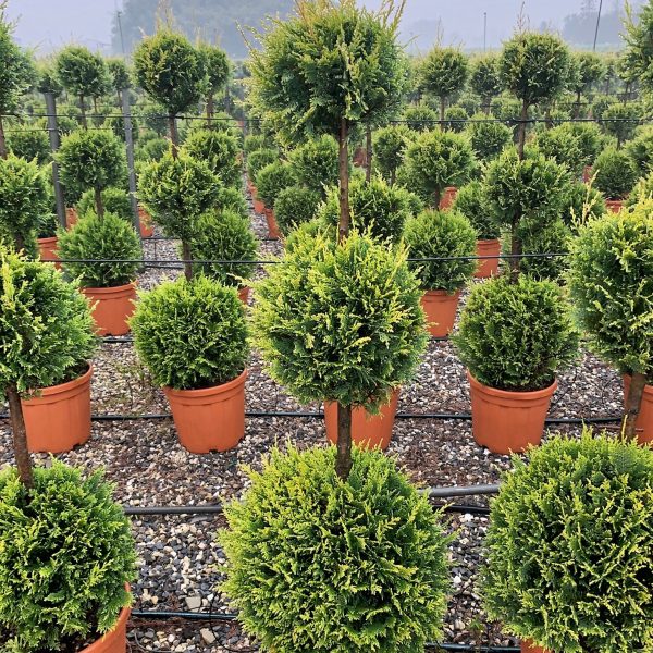 Cupressocyparis leylandii 'Castle Gold´ (Leylandova cipresa, oblikovana)